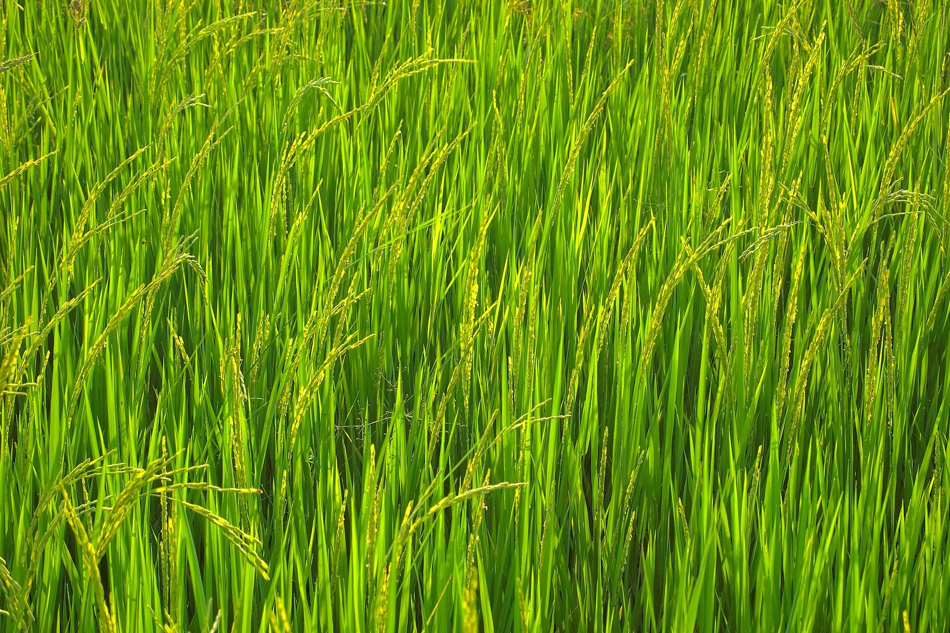 Ruộng lúa xanh tốt