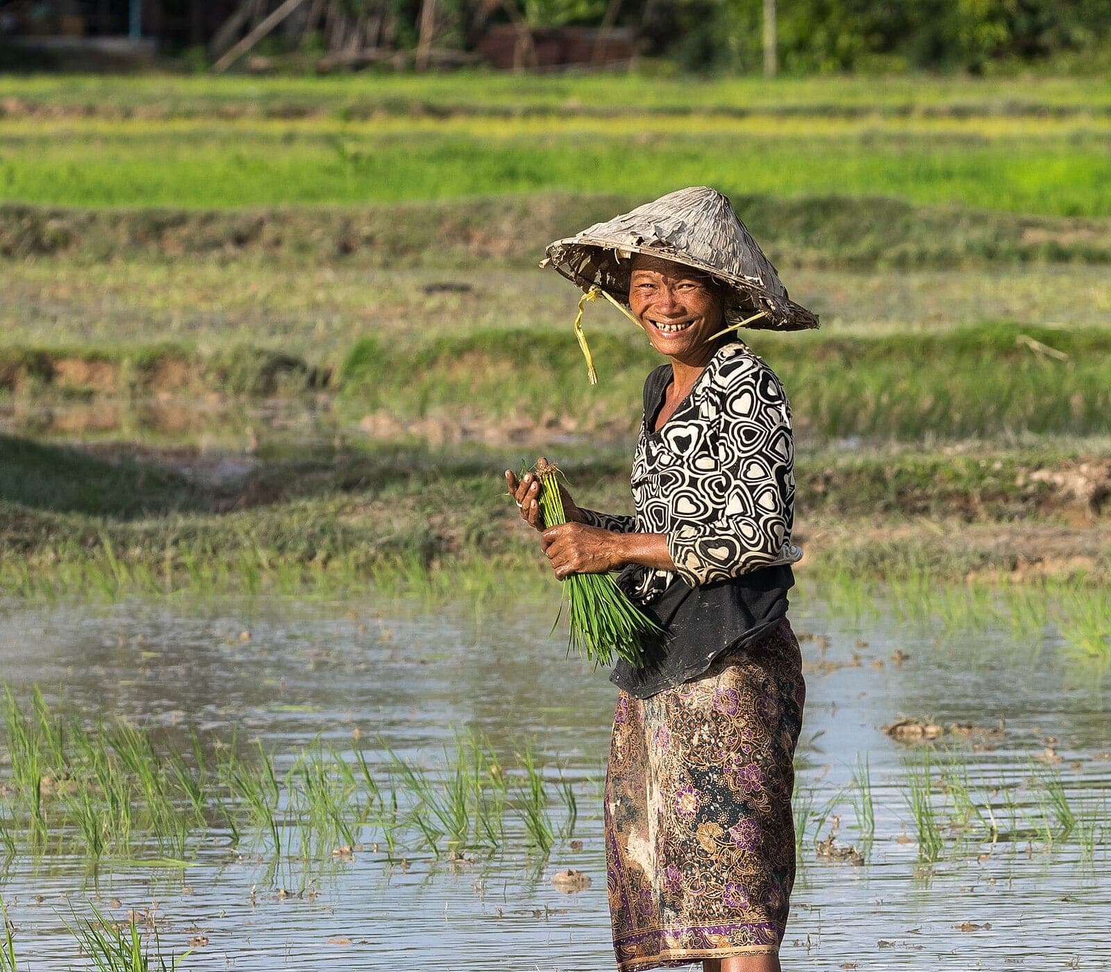 Người nông dân cười tươi bên ruộng mạ